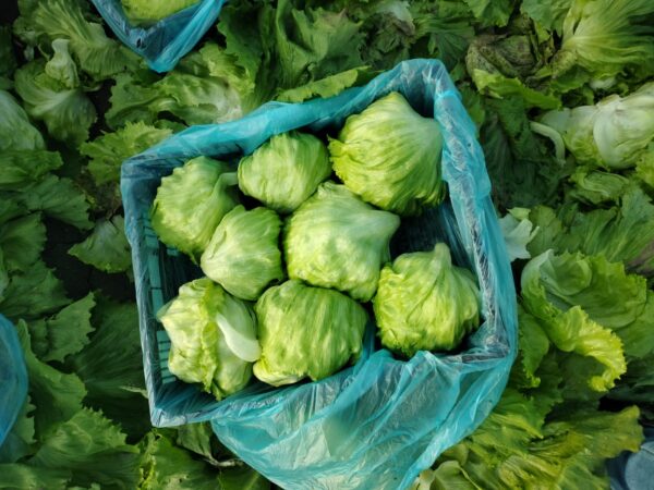 Cabbage - Image 3