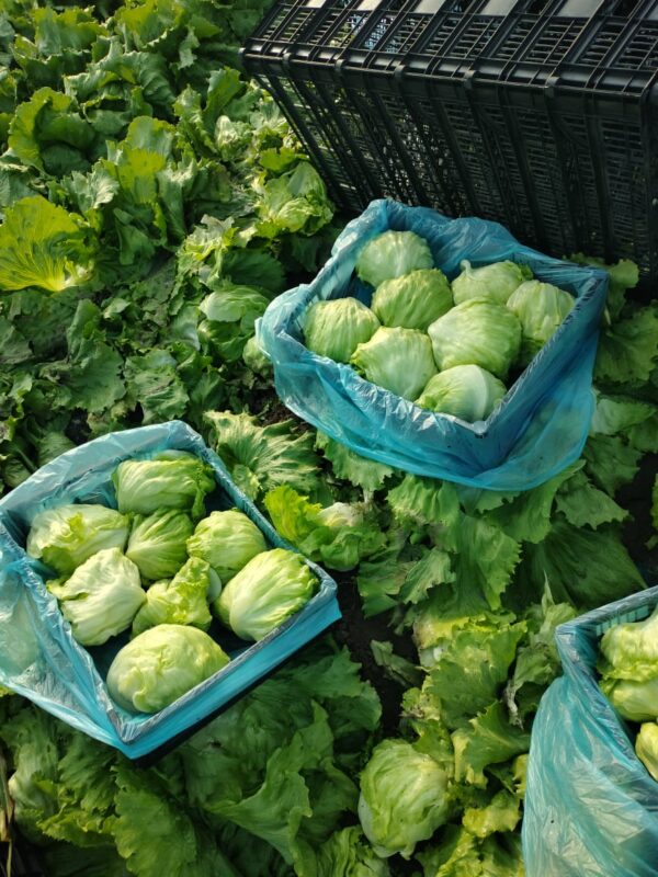 Cabbage - Image 4