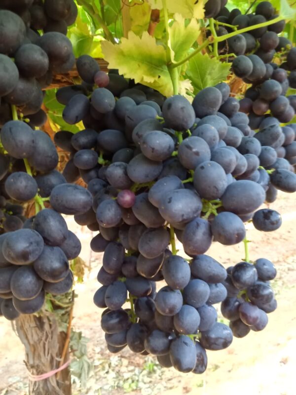 Black Grapes - Image 2