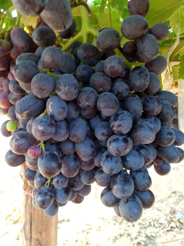 Black Grapes - Image 3