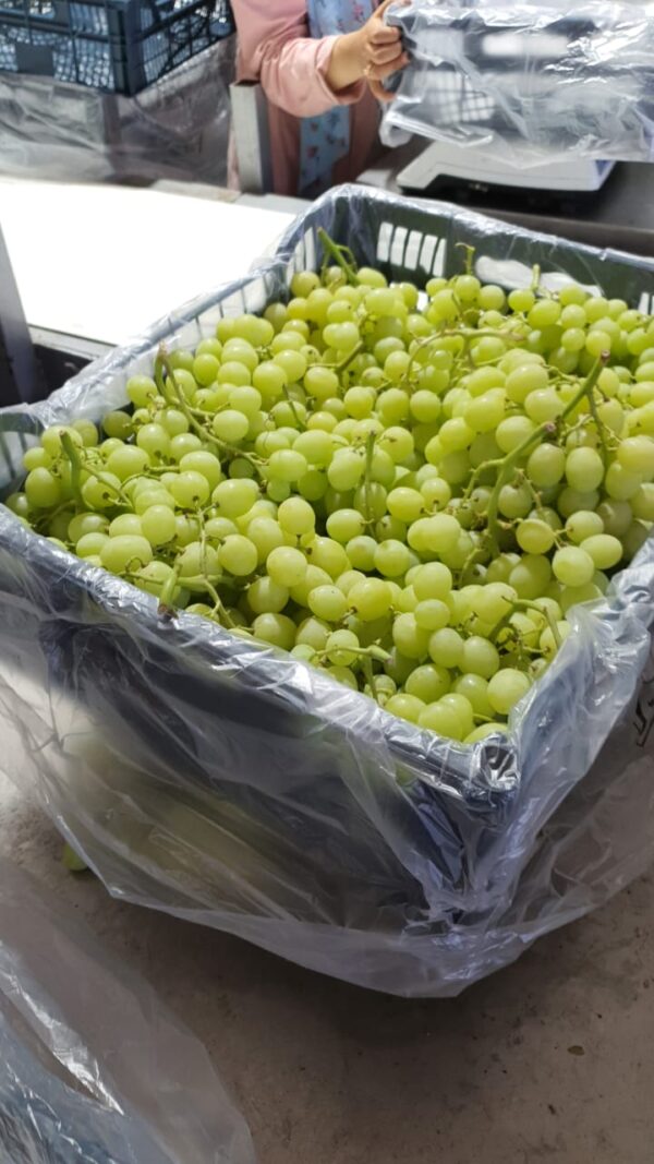 Green Grapes - Image 5