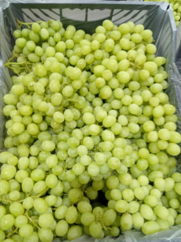 Green Grapes - Image 3